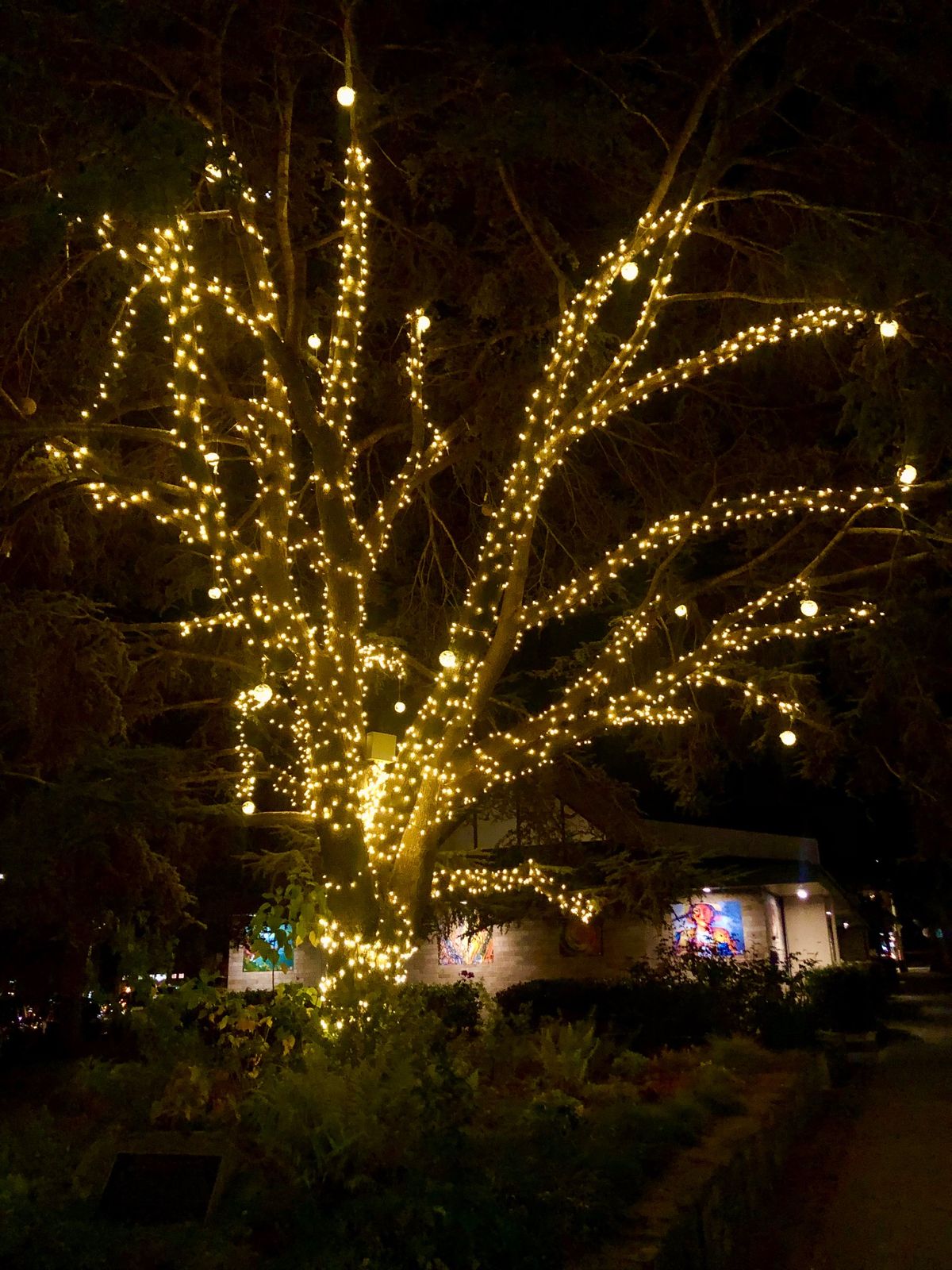 Holiday lights brighten up Richmond streets