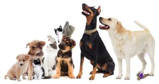 Contra Costa Animal Services waives adoption fees during February